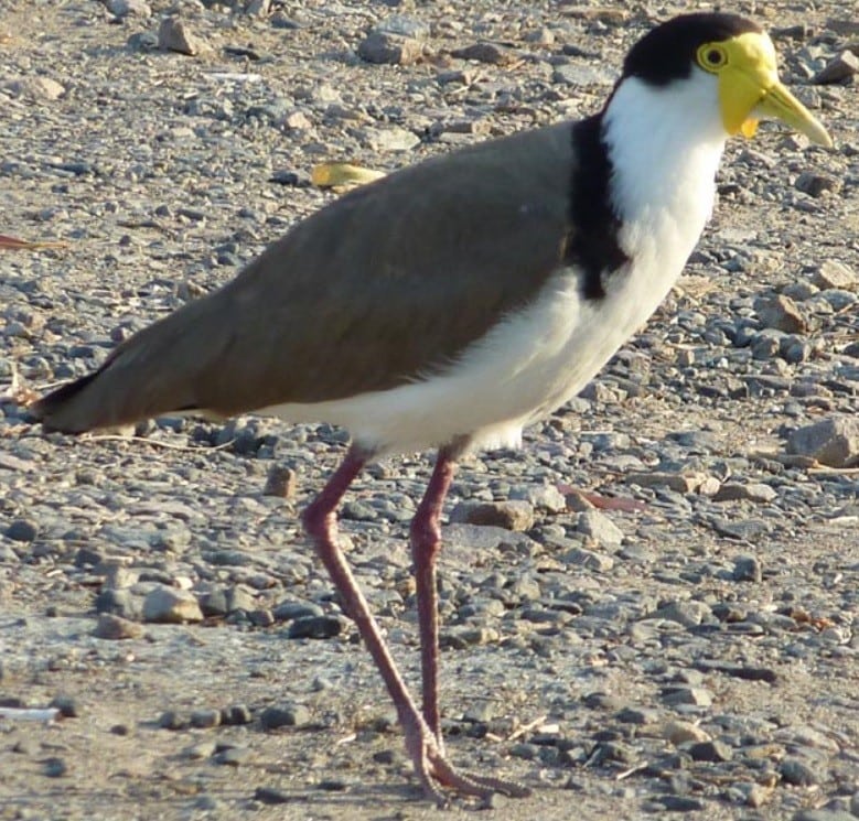 Plover at Lake Newland Conservation Park