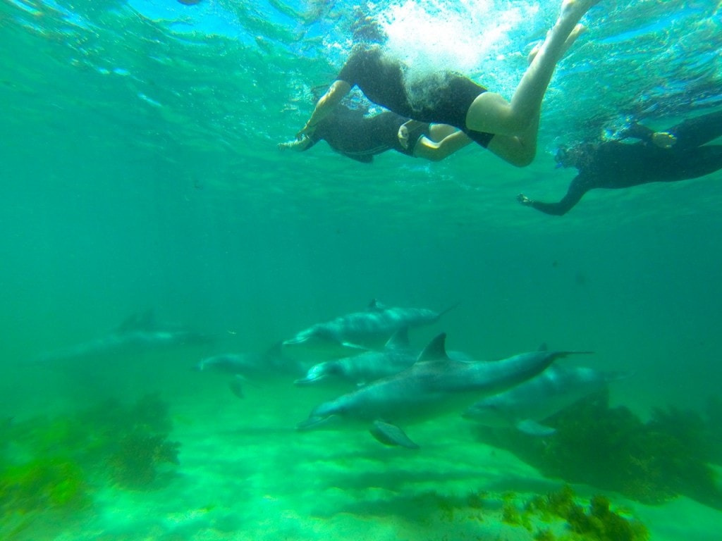 Baird Bay dolphins